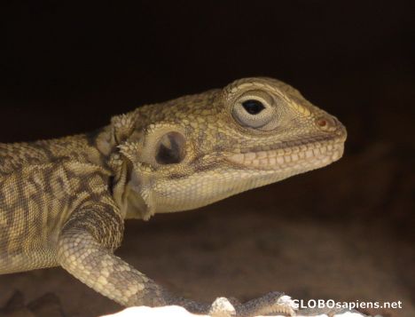 Postcard Lizard