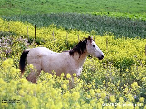 Postcard yellow, white and green