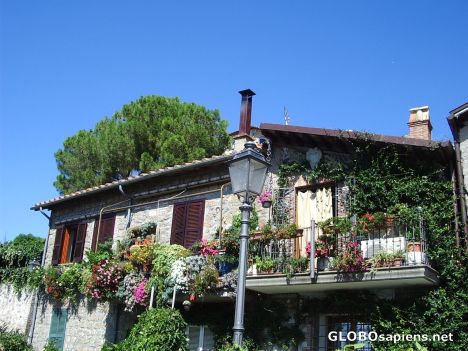 Postcard Flowers in Anguillara