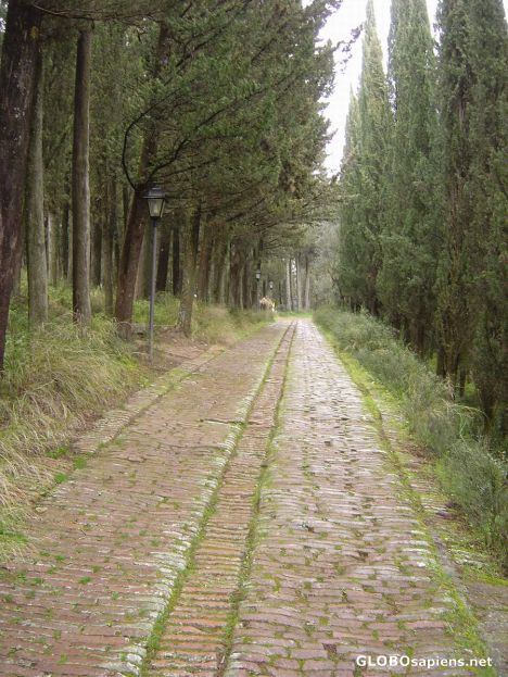 Postcard monte oliveto allee