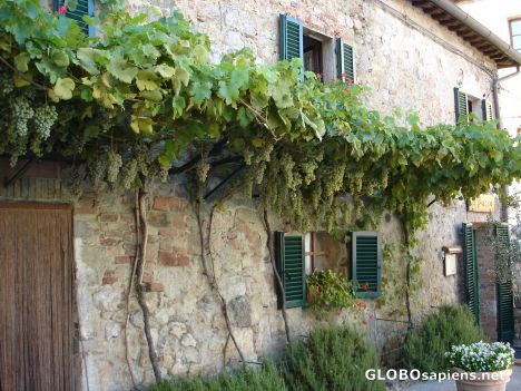 Postcard Tuscan greenery