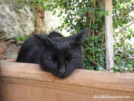 Postcard Siesta in a flower tub
