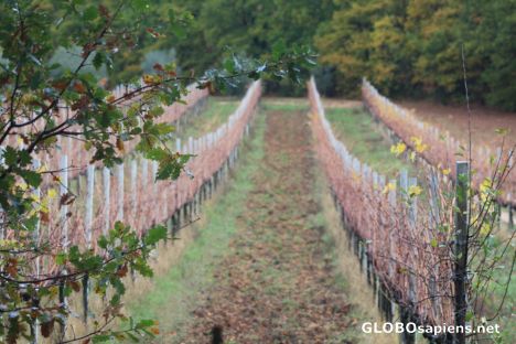 Postcard Vineyard along Via Flaminia