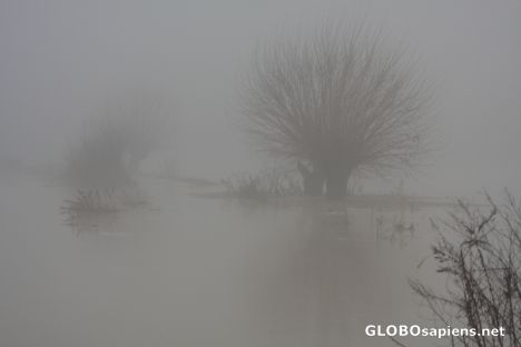 Postcard Tree and its shadow in the river