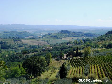 Postcard Wine and olives