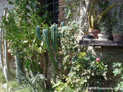 Postcard House and plants