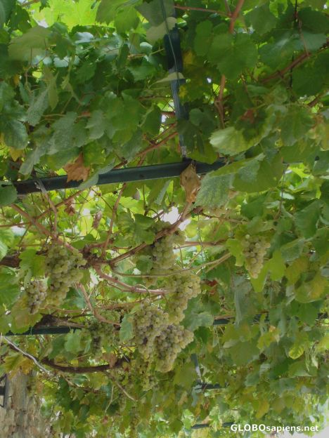 Postcard Grapes