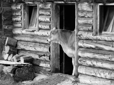 Postcard A Forlorn Cow