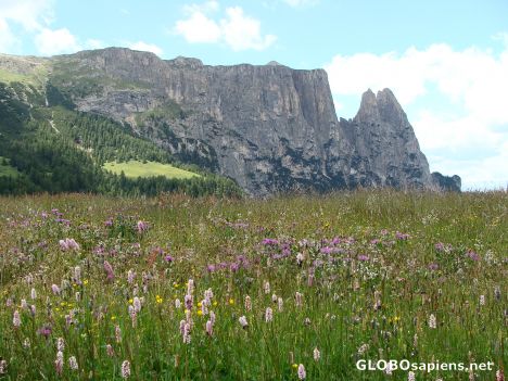 Postcard The Schlern