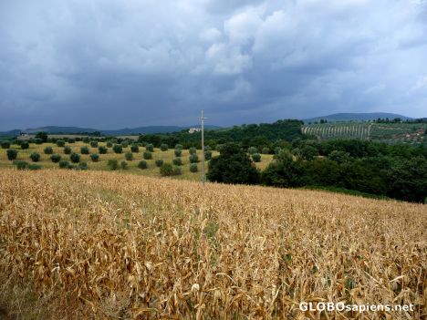 Postcard Tuscan landscape
