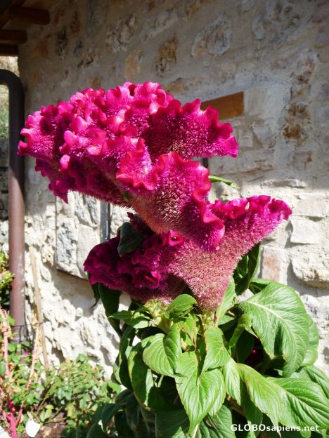 Postcard Interesting flower