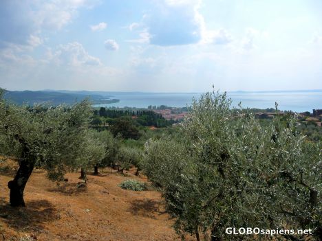 Postcard View through olives
