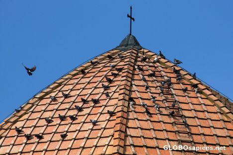 Postcard Holy birds ;-)