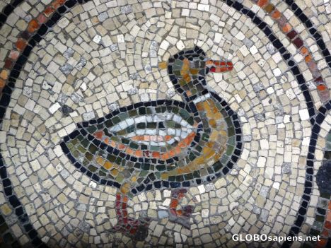 Postcard The duck -