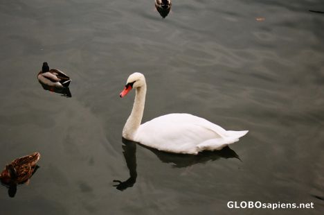 Postcard Swans on Lake Como