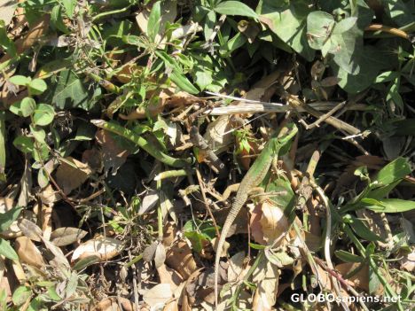 Postcard Spot the lizard