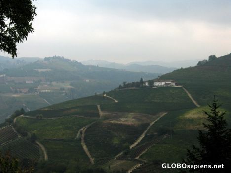 Postcard Piemont Vineyards