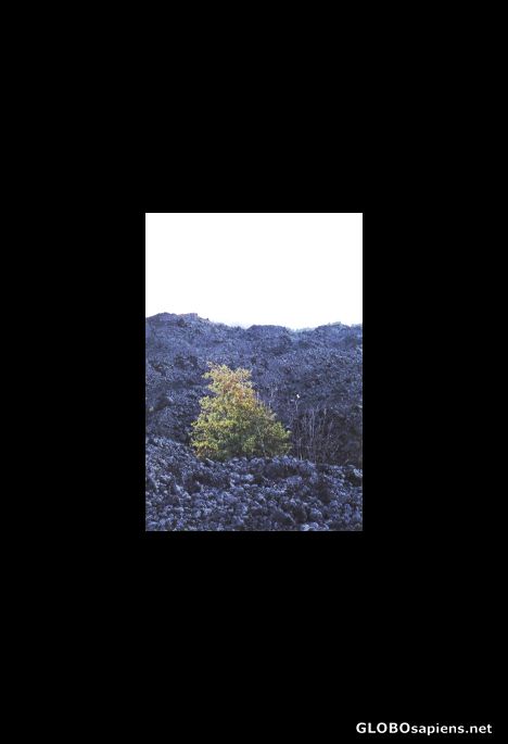 Postcard Measly tree snubs powerful volcano