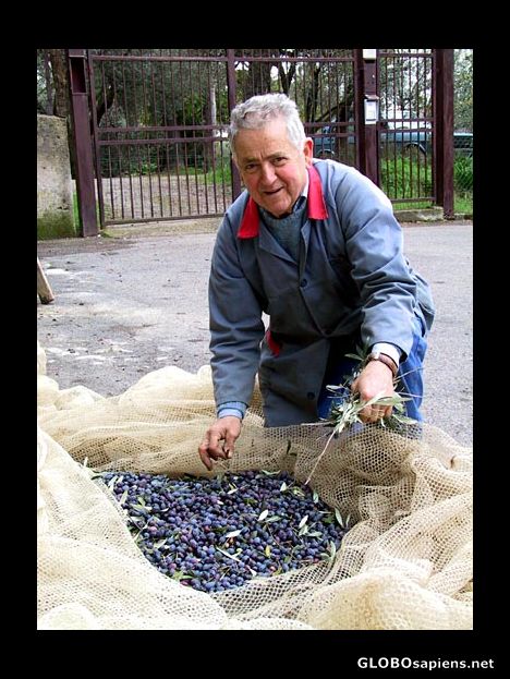 Postcard Farming Olives