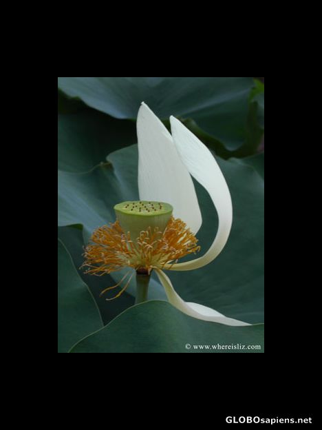 Postcard Water Lily, Padova, Italy