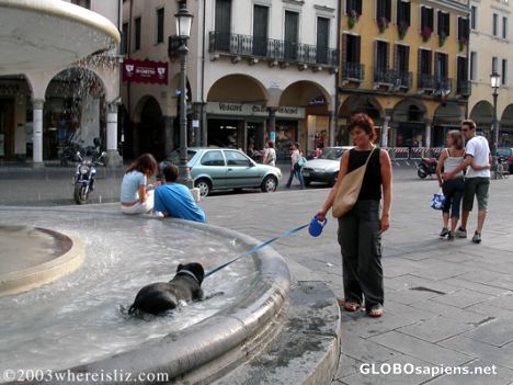 Postcard Cool Dog, Padova, Italy