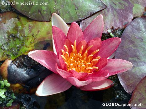Postcard Pink Waterlily, Padova, Italy