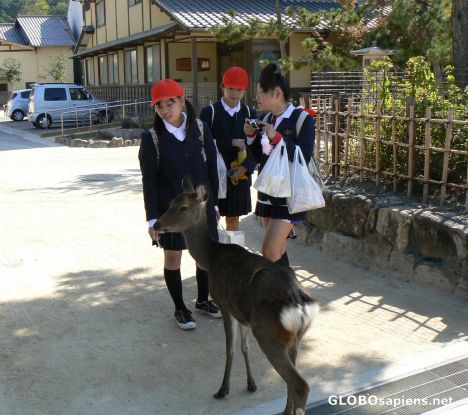 Postcard Friendly deer