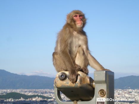 Postcard Monkey Park in Kyoto