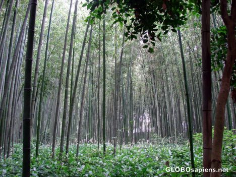 Postcard bamboo forest