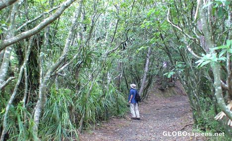 Postcard Unspoiled forest of Ogasawara