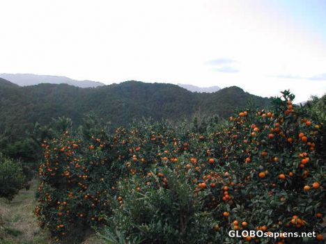 Postcard Orange Grove