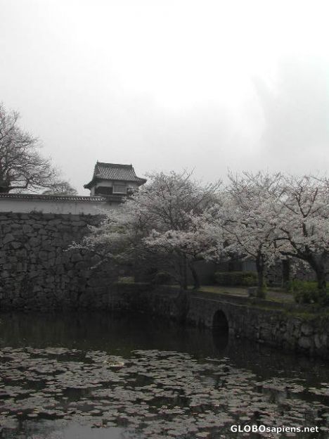 Postcard Maizuru Koen