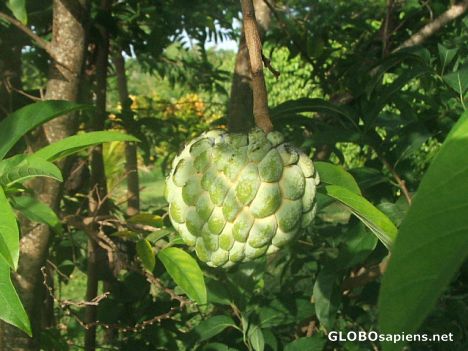 Postcard sweet sop