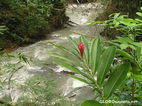 Postcard Red Ginger Lilly