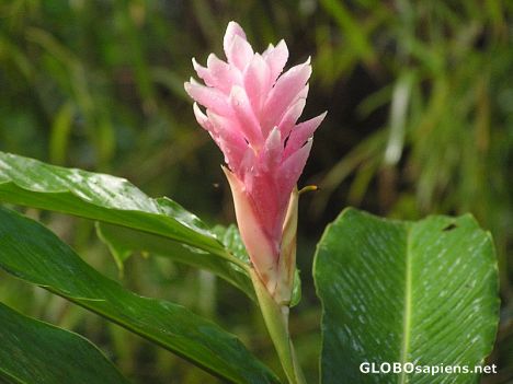 Postcard Pink Ginger Lilly