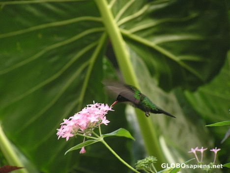 Postcard Humming bird