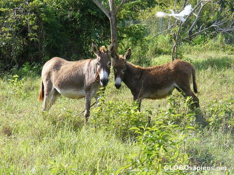 Postcard Donkeys