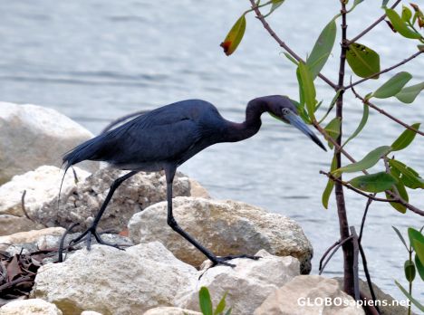 Postcard Blue Heron