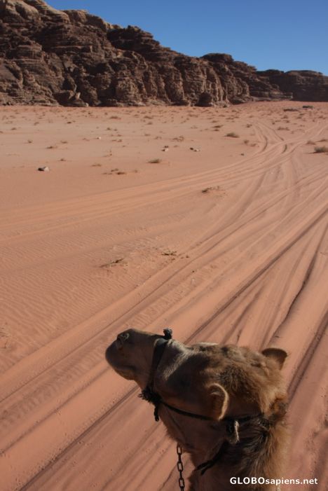 Postcard Camel Ride