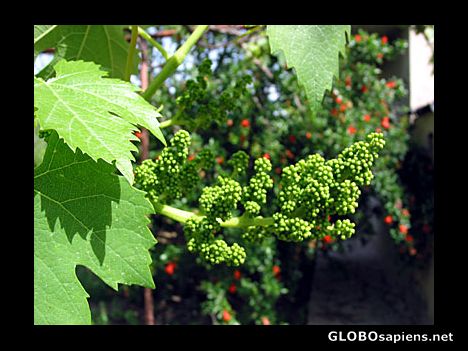 Postcard Grapes of joy