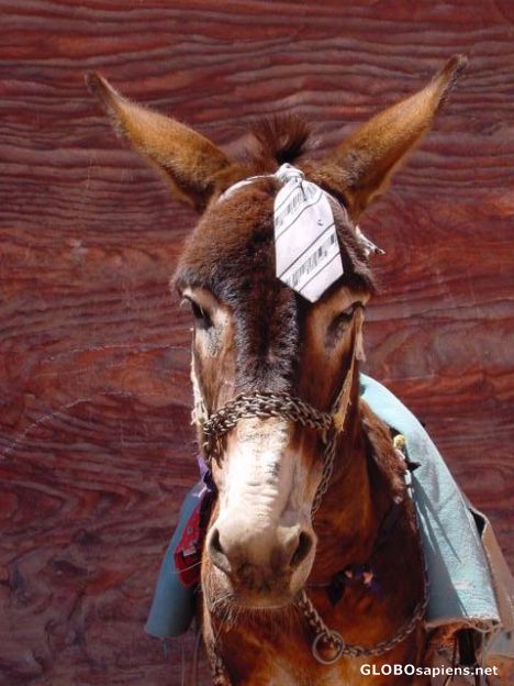 Postcard Well dressed donkey...