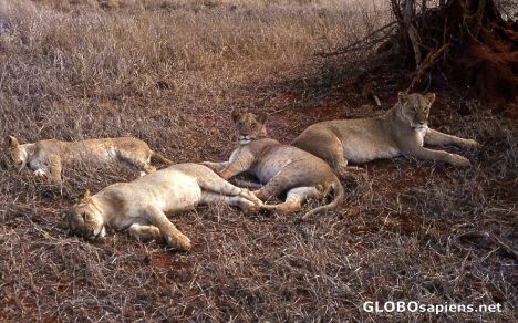 Postcard Siesta in Tsavo West