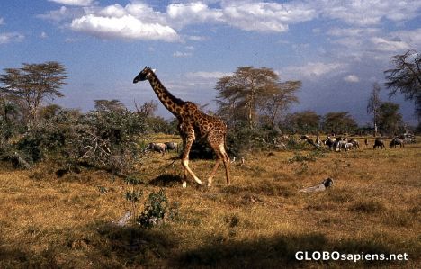 Postcard Tsavo Nationalpark