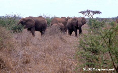 Postcard Elephant family