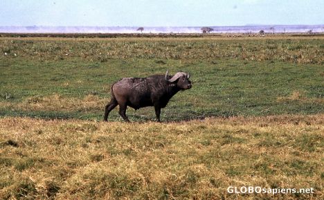 Postcard Buffalo