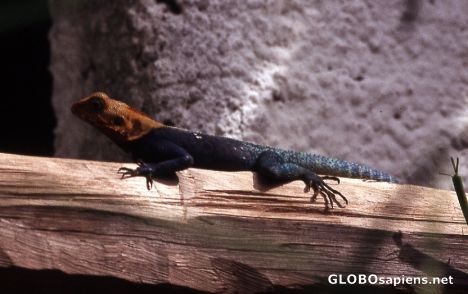Postcard Beautiful saurian