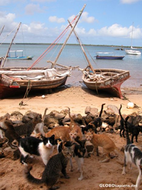 Postcard Cats and Dhows.