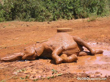 Postcard Orphan elephant.