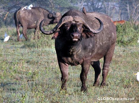Postcard Water buffalo.