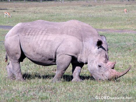 Postcard White Rhino.